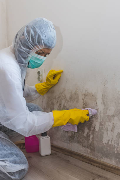 Best Residential Mold Inspection & Testing  in Perry, GA