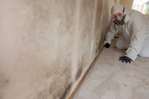 Best Mold Damage Restoration  in Perry, GA